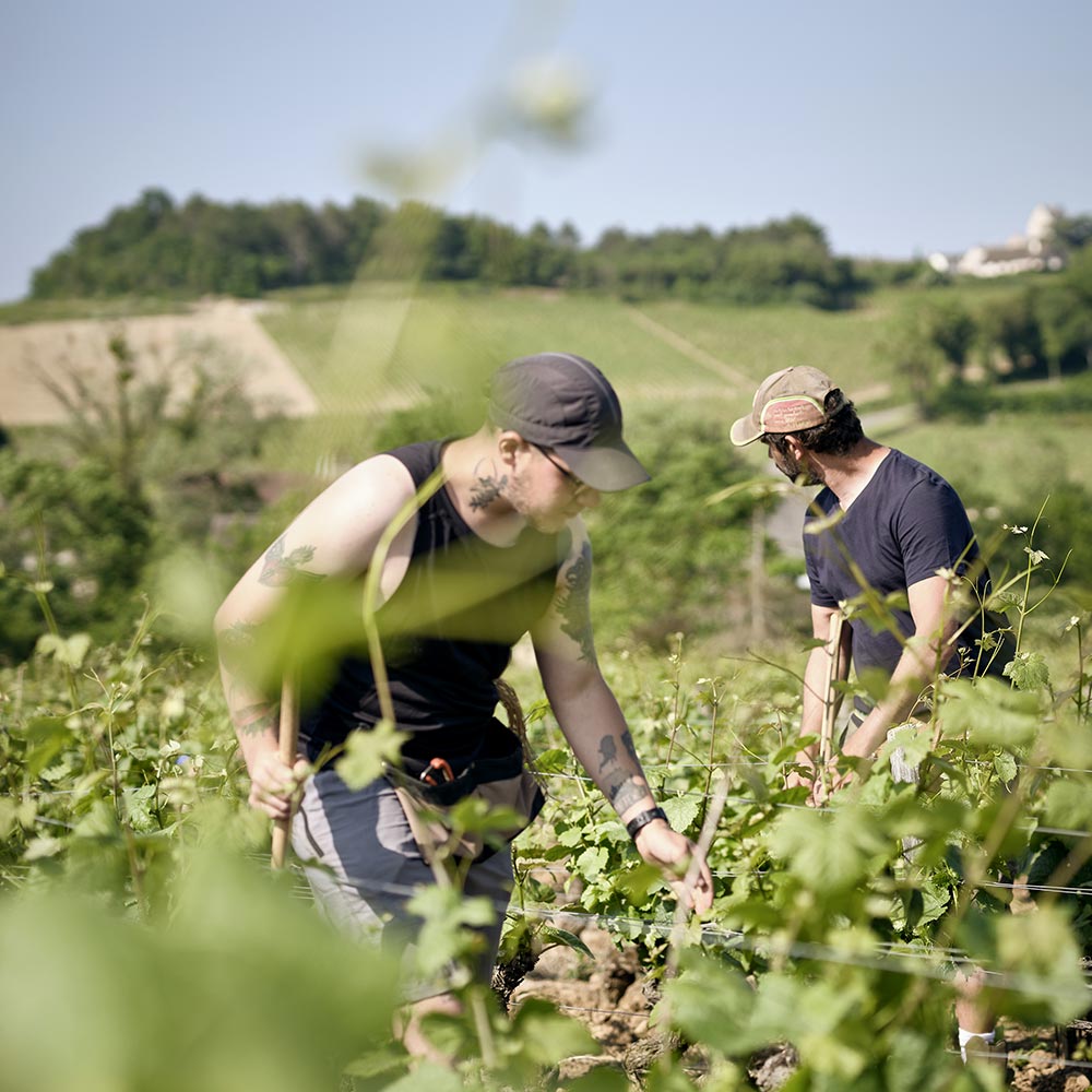 L'équipe de viticulteurs du Domaine MIA