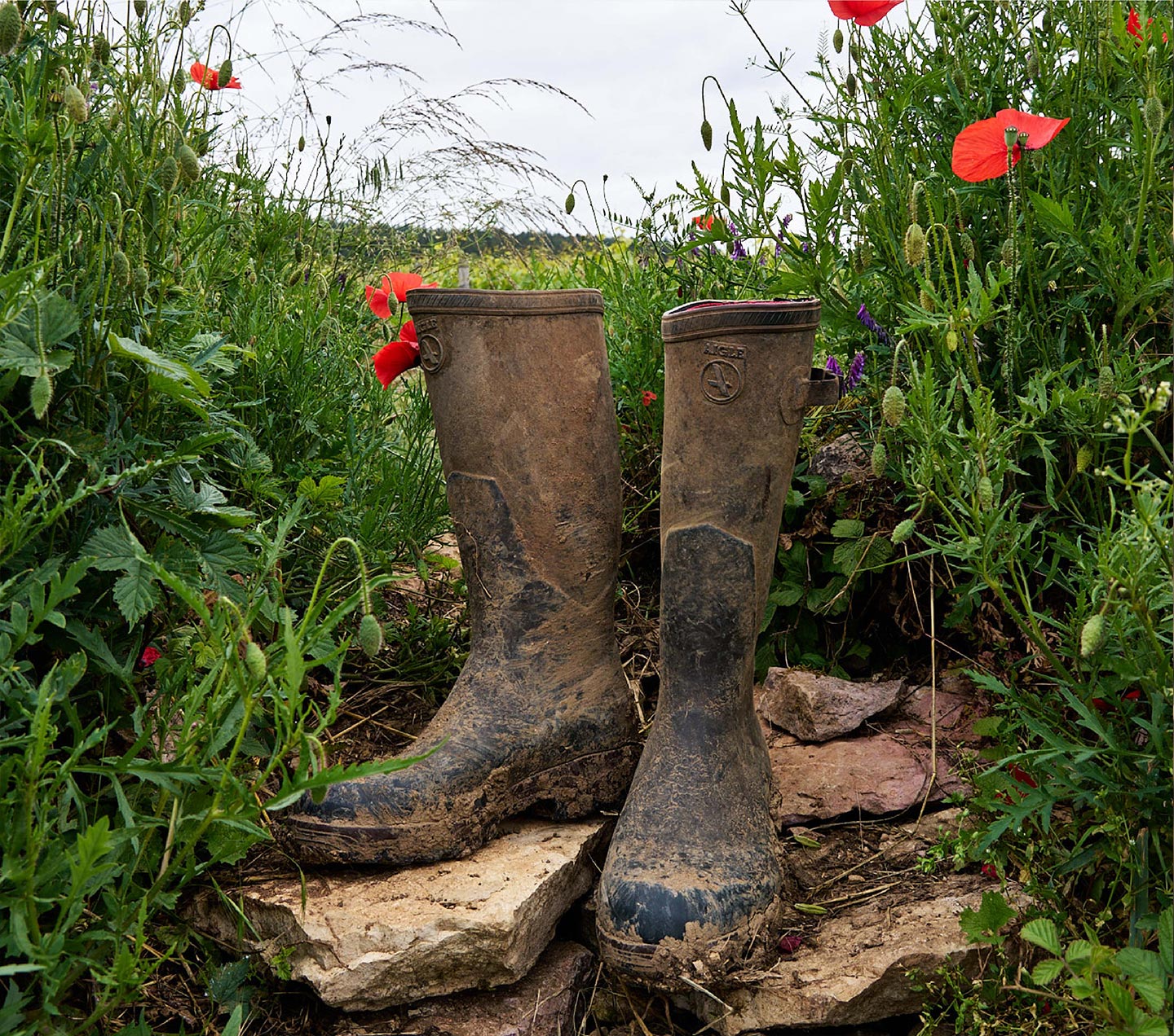 Les bienfaits de la biodynamie sur le vin en Bourgogne