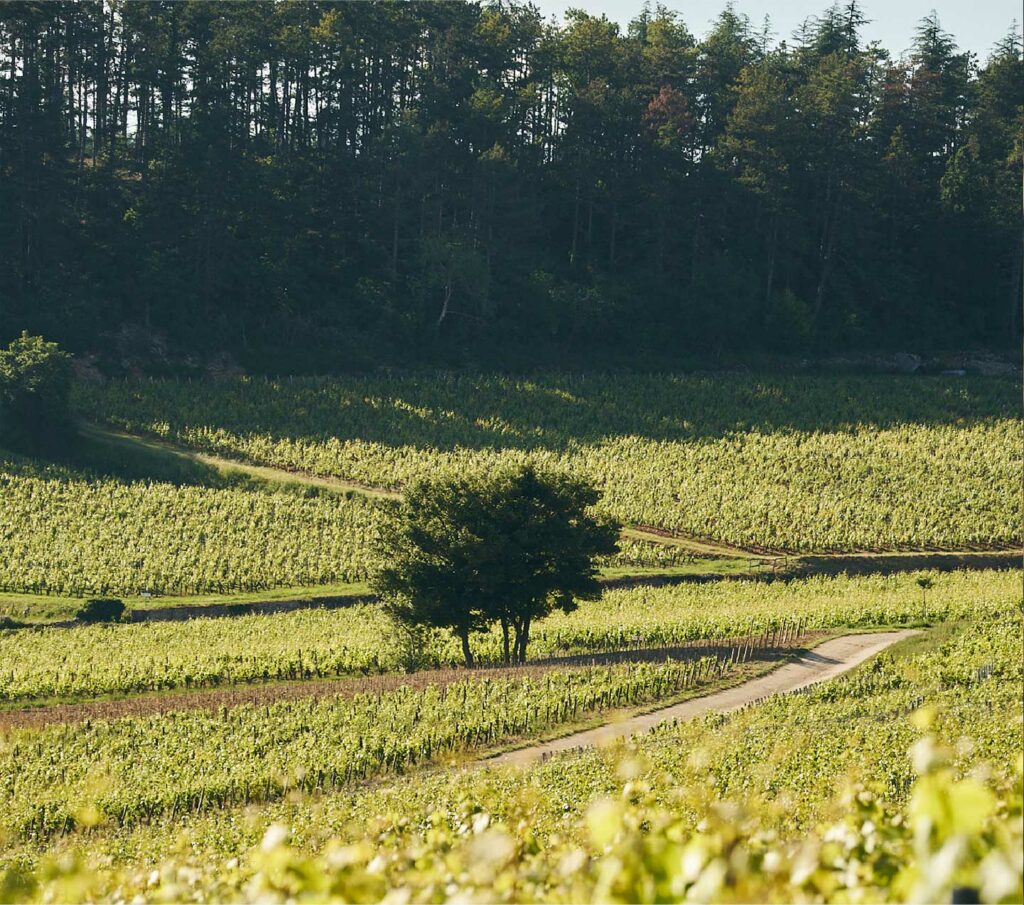 Mercurey 1er Cru: the quintessence of great Bourgogne wines