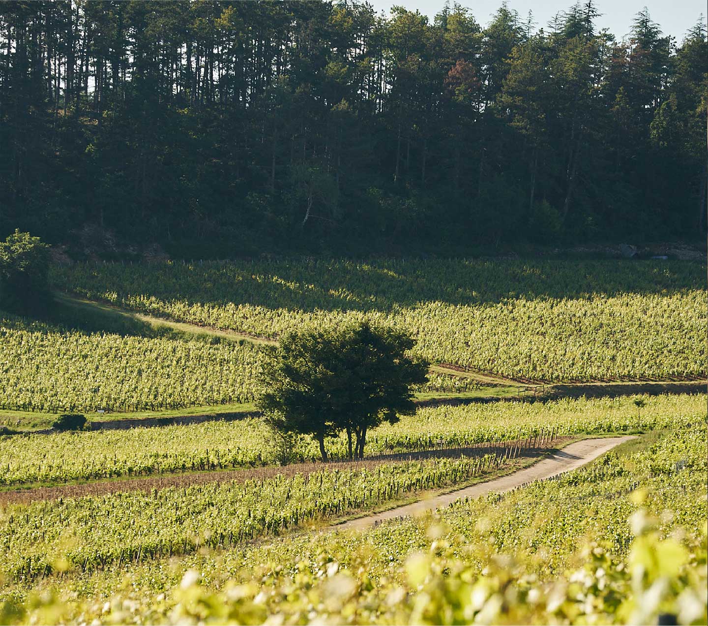 Mercurey 1er Cru : la quintessence des grands vins de Bourgogne